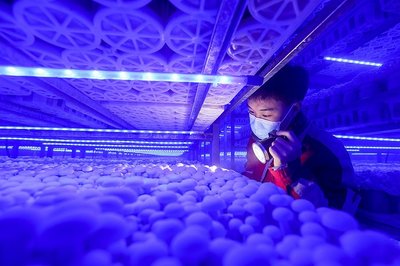 成都青白江 看企業(yè)如何發(fā)力“新質(zhì)生產(chǎn)力” 食用菌研發(fā)