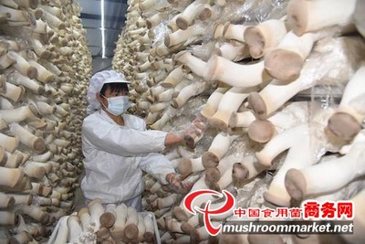 小蘑菇撐起“致富傘”——河南孟州三聯(lián)種植合作社食用菌研發(fā)紀(jì)實(shí)